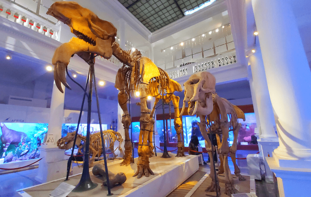 Dinosaurs skeletons inside Antipa Museum in Bucharest