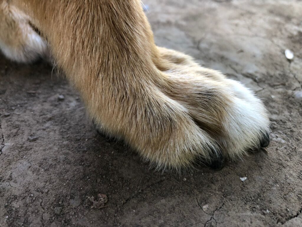 Paw