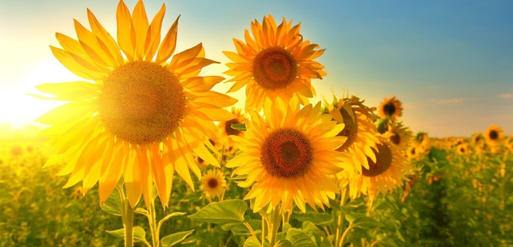 Sunflower field in Romania